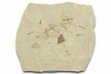 Crane Fly (Tipulidae) Mortality Plate - Green River Formation #360079-1